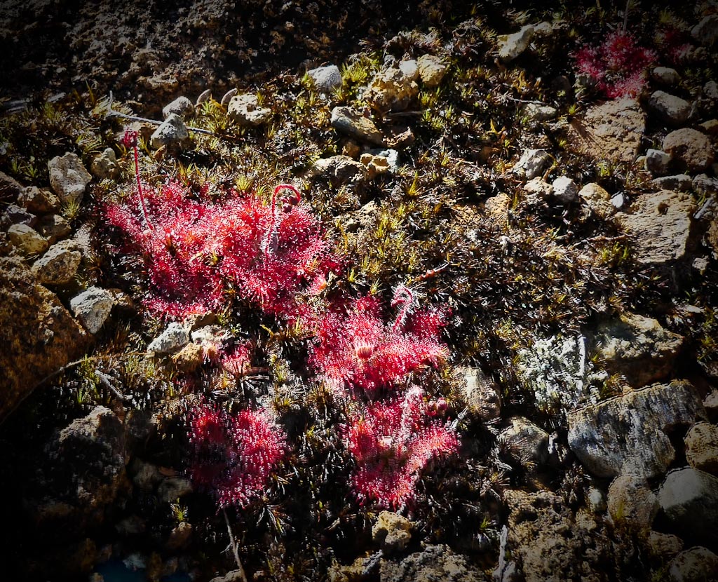 Sub alpine lichen South Westland