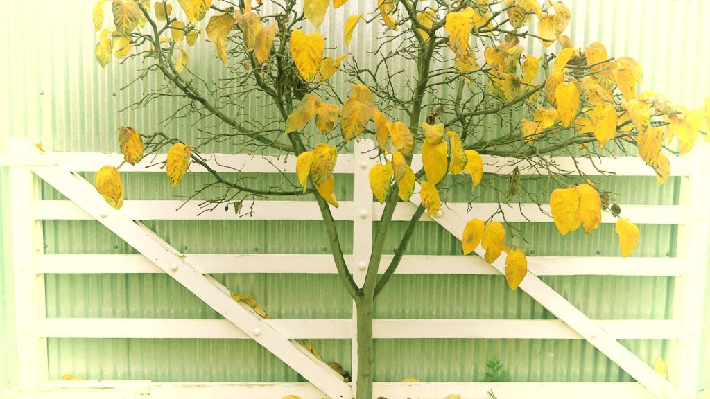 cromwell-quince.jpg Quince tree in autumn in Old Cromwell