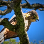 NZ falcon