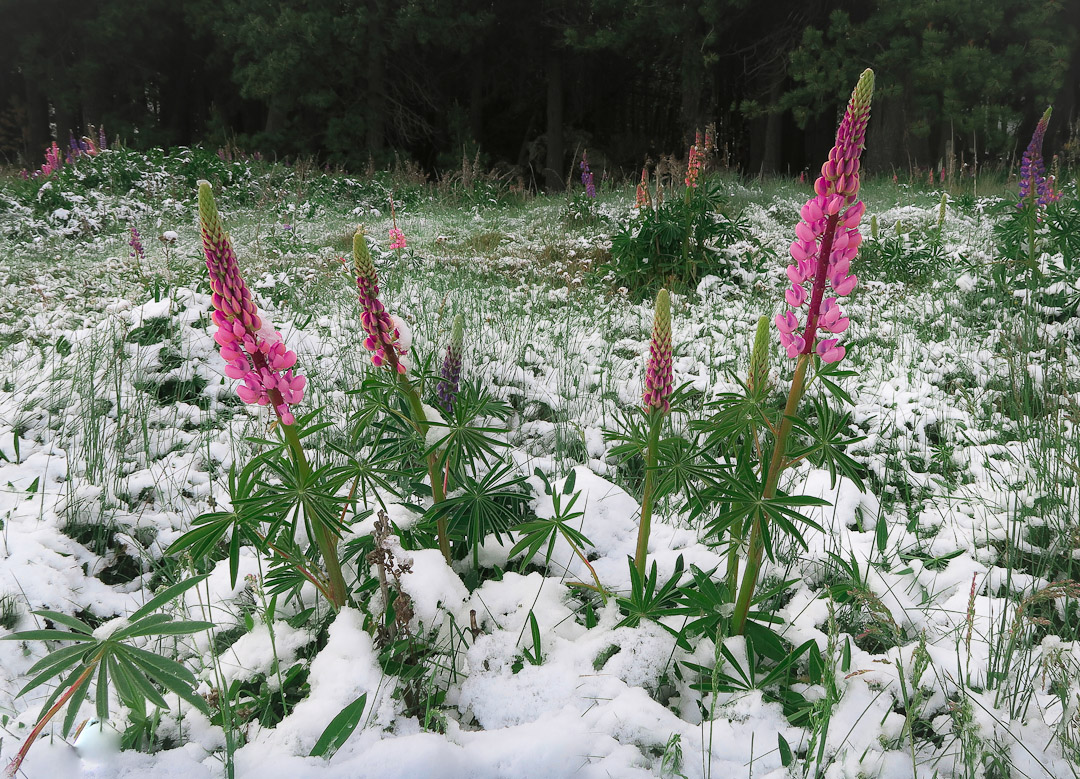 snow on lupins