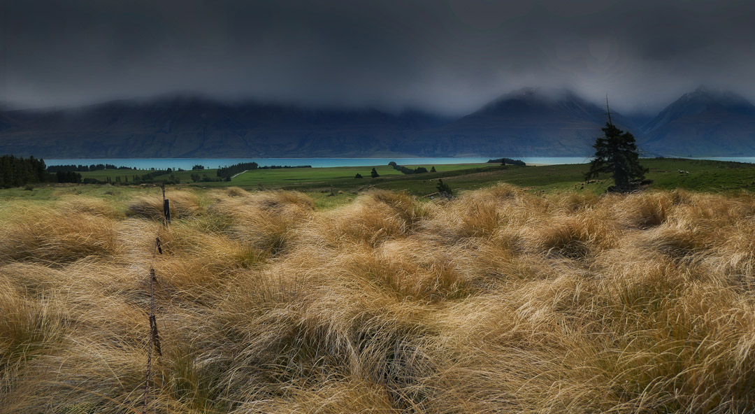 Snow tussock at braemar, lake tekapo
