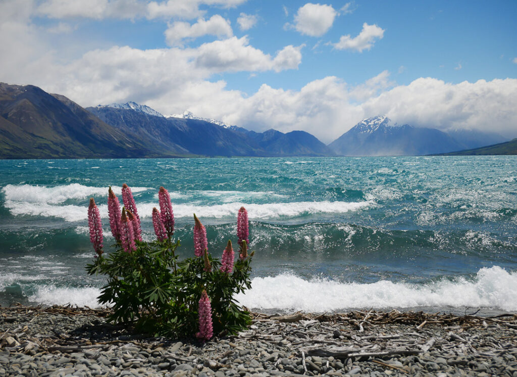 Lake Ohau Lupin