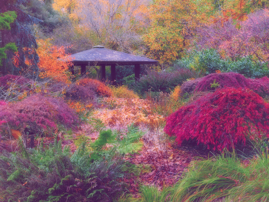 Dunedin Gardens, autumn colours