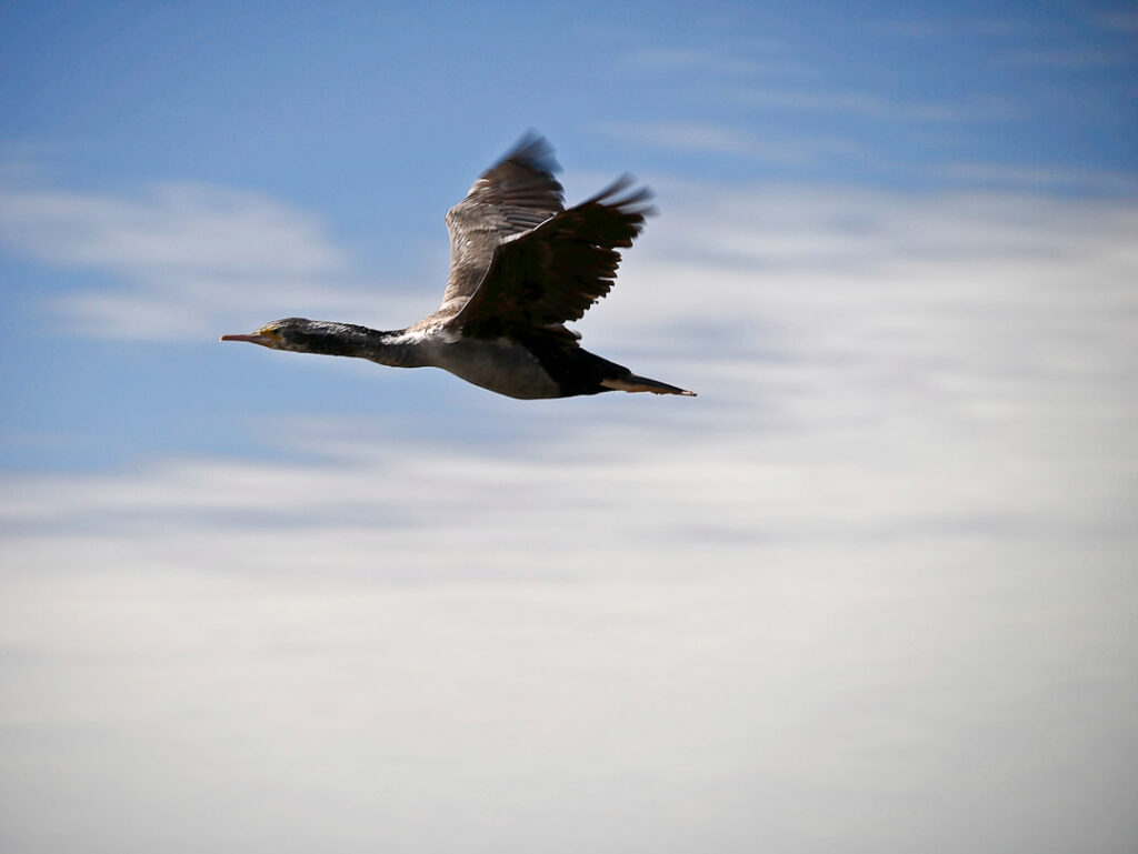 NZ pied shag flying at speed