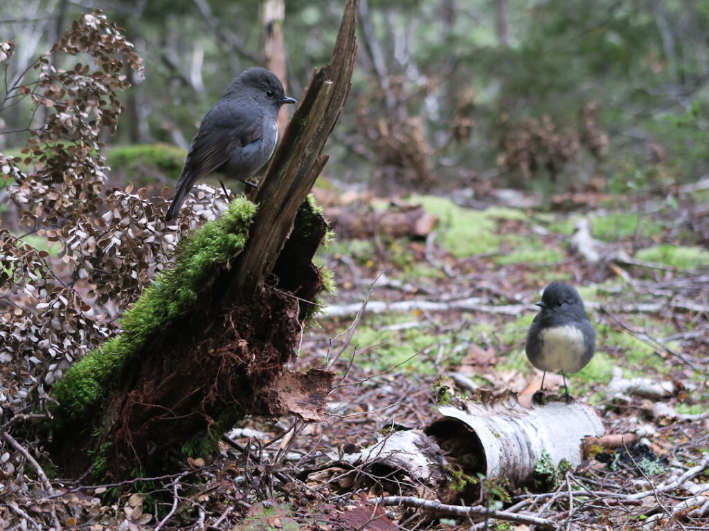 Two South Island robins in Mt Aspiring National Park, New Zealand