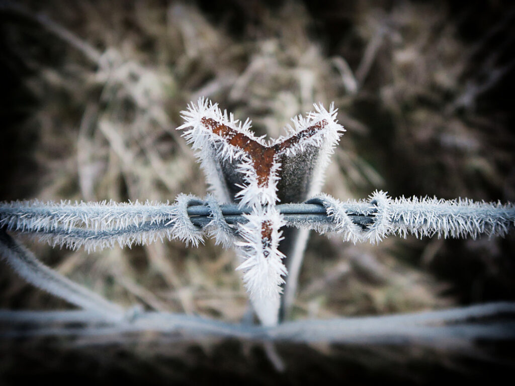 Close up photo of hoar frost on the top of a waratah, Central Otago, NZ.
