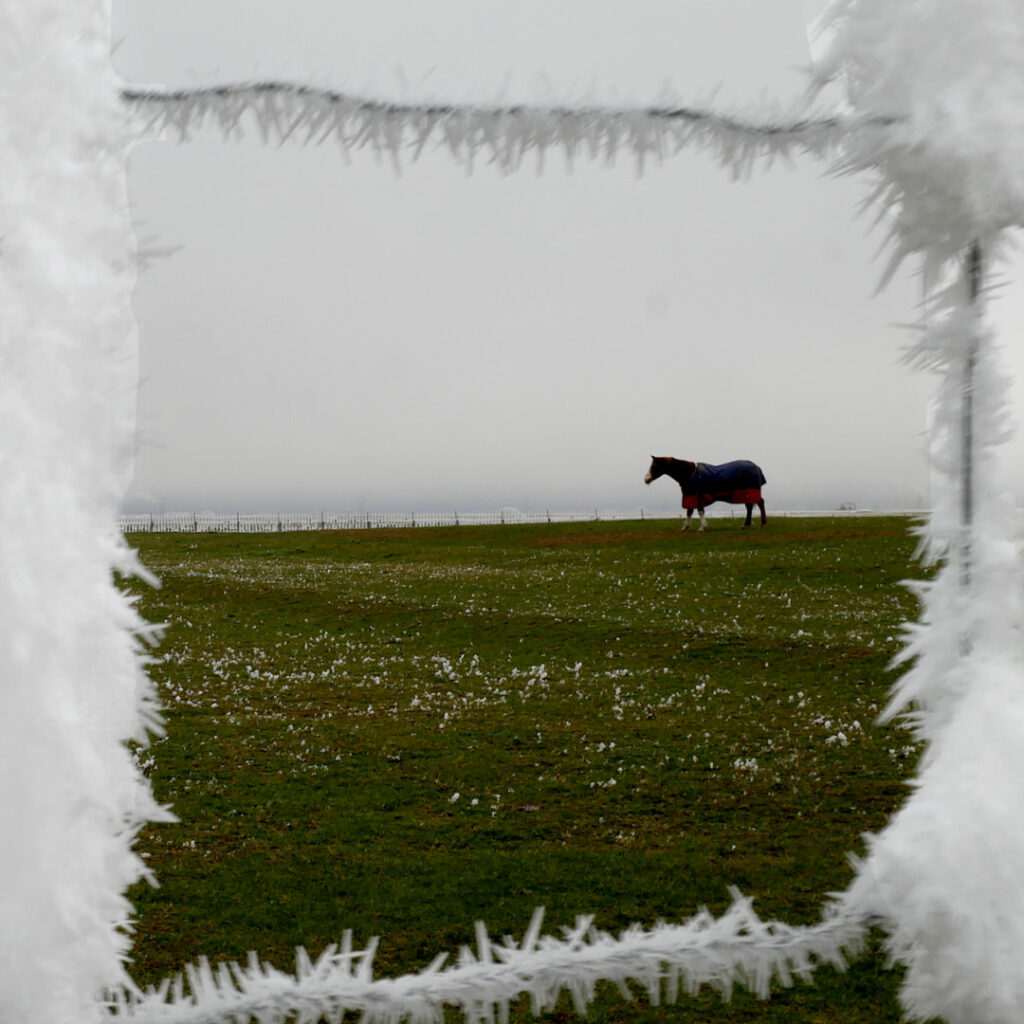 Hoar frost crystals on a fence with a horse framed by the fence, Central Otago, NZ