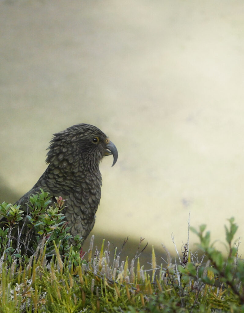 New Zealand's native kea. A juvenile looking thoughtfully sideways at the photographer.