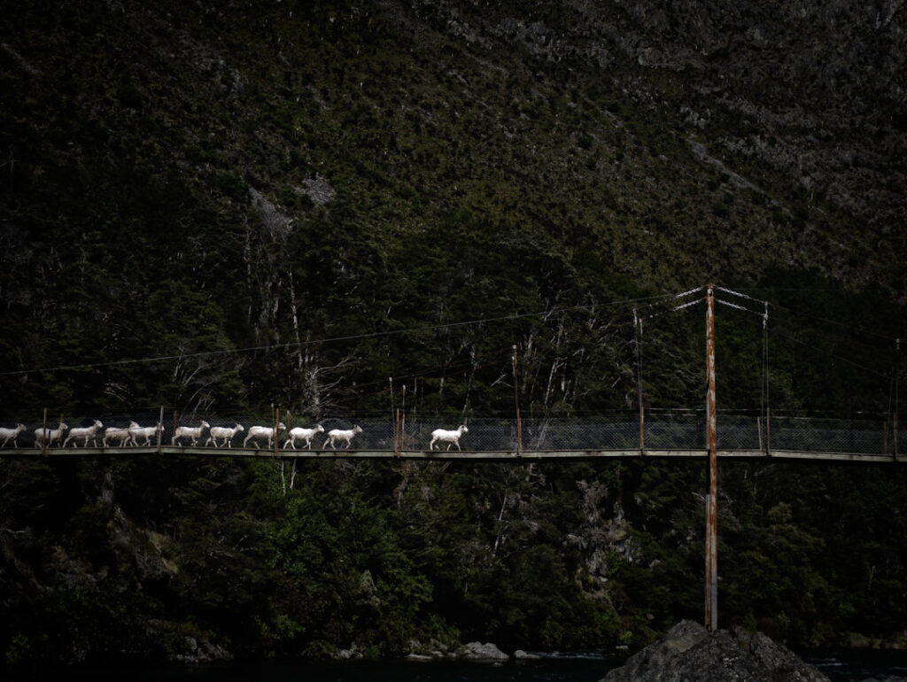Sheep crossing the Greenstone River, New Zealand by swing bridge.