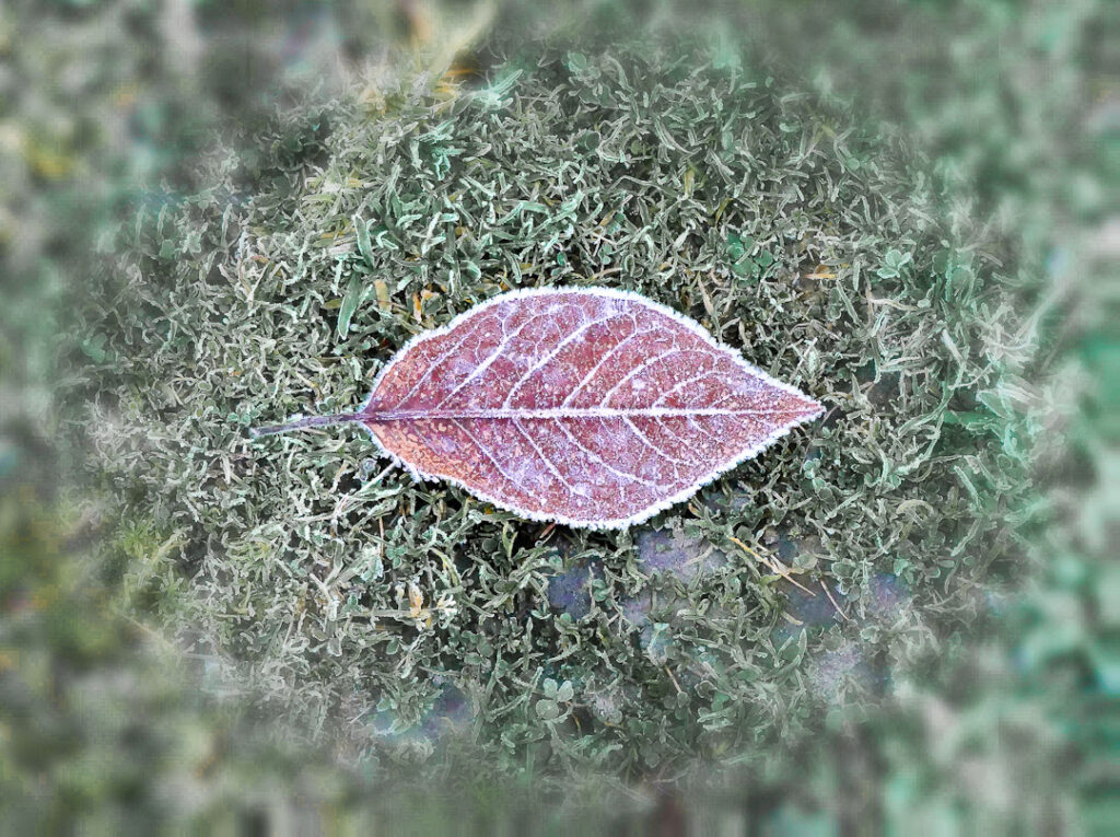 Close up photo of hoar frost on a leaf sitting on grass