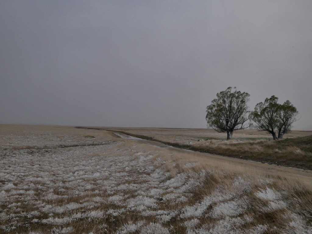 Two trees, snow and road lower Nevis valley, Central Otago, New Zealand