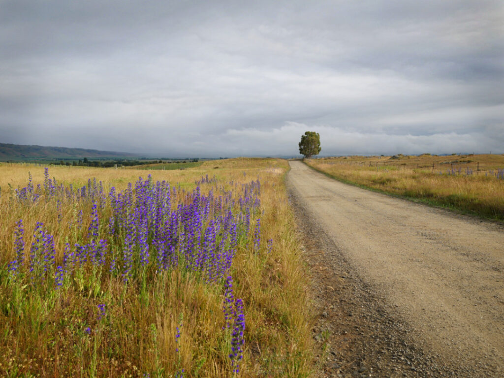 Vipers Bugloss on the roadside to Poolburn, Central Otago, New Zealand