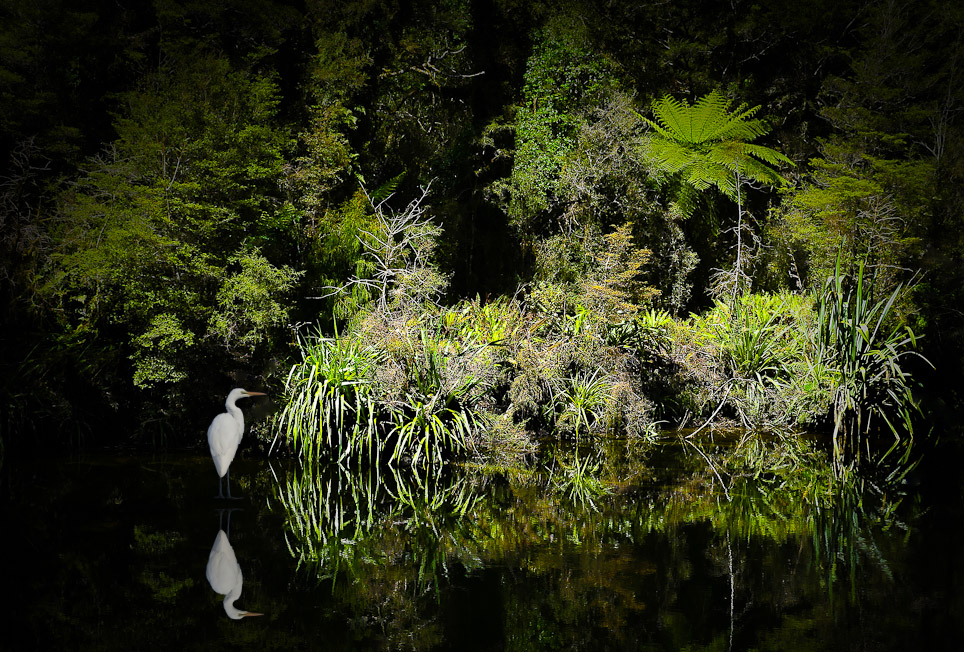 Egret/White heron/kōtuku in South westland podocarp forest NZ.