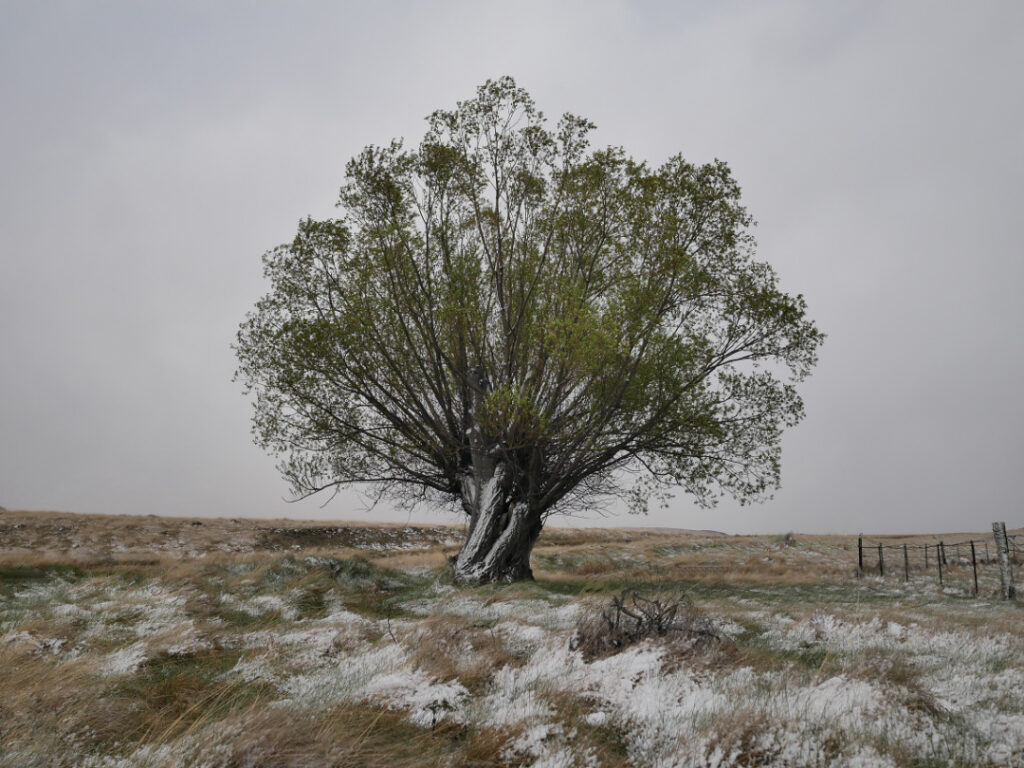 Tree in the snow - Nevis Valley NZ